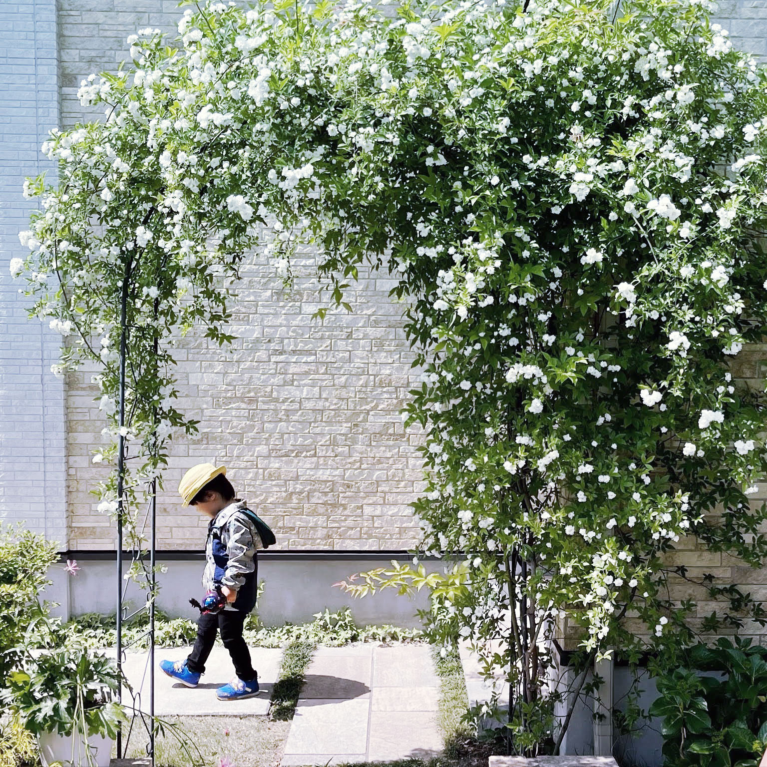 玄関前薔薇のアーチの写真